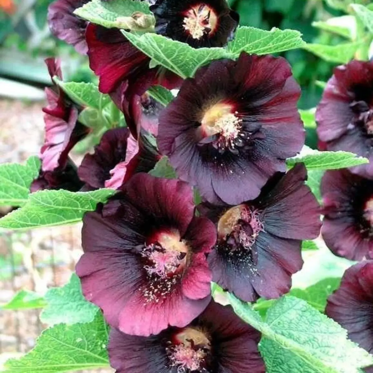 50 Hollyhock ‘Nigra’ (Alcea rosea) Seeds – Deep Red to Nearly Black Heirloom – Non-GMO