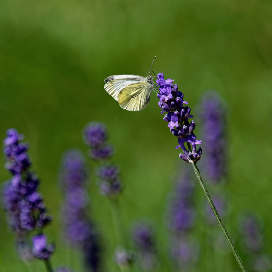 Lavender bloom with butterfly, attracting pollinators. HarvestNest Seeds