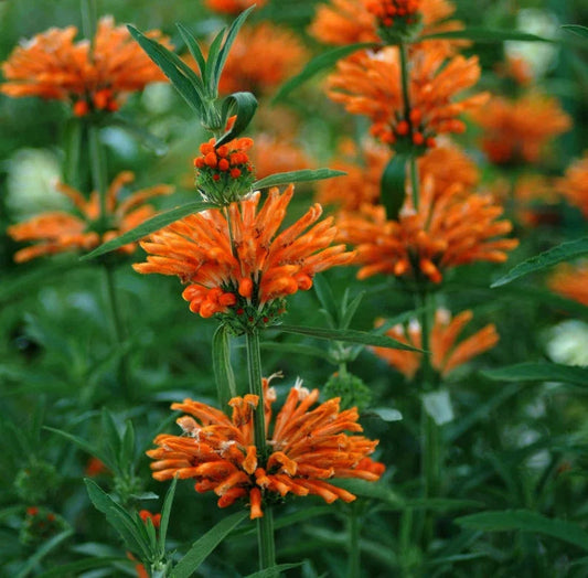 50 Lion’s Ear Seeds – Leonotis leonurus