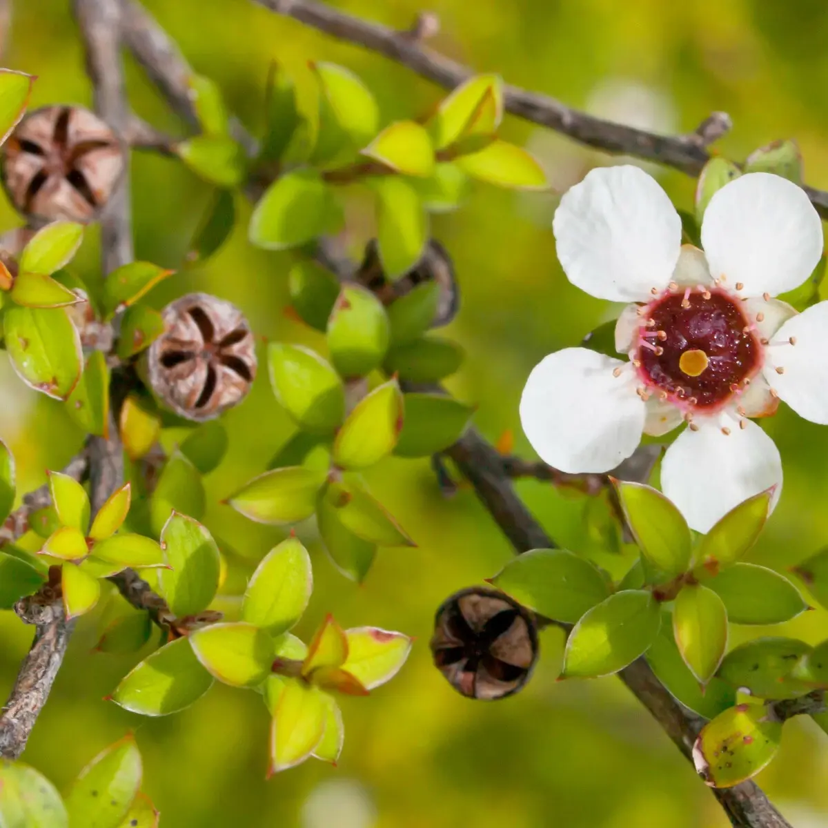 Close-up of a white flower with a red center on a green leafy background - HarvestNest Seeds
