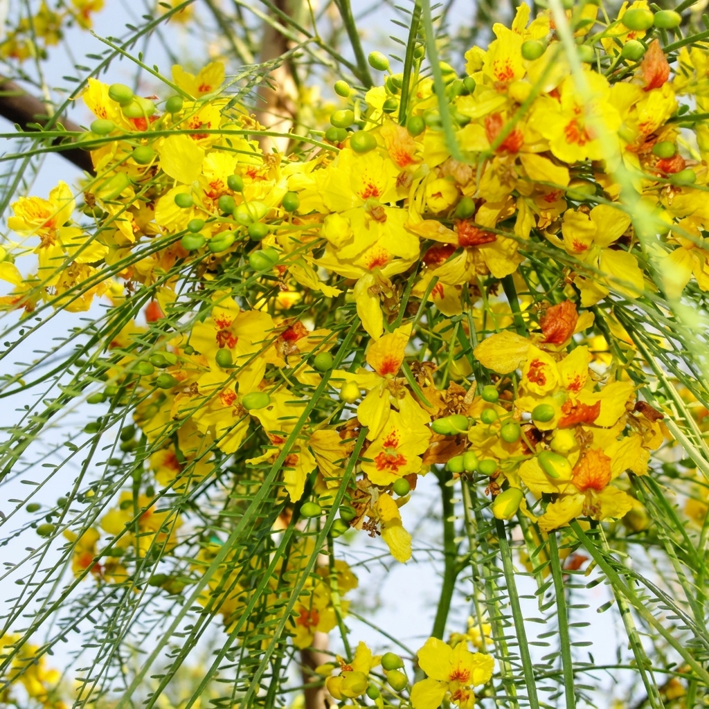 Mexican Palo Verde tree bright yellow flowers drought-tolerant garden plant seeds. HarvestNest Seeds