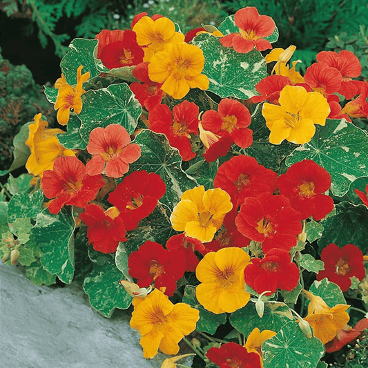 Colorful nasturtium flowers with red, yellow, and orange blossoms on a green leafy background. HarvestNest Seeds