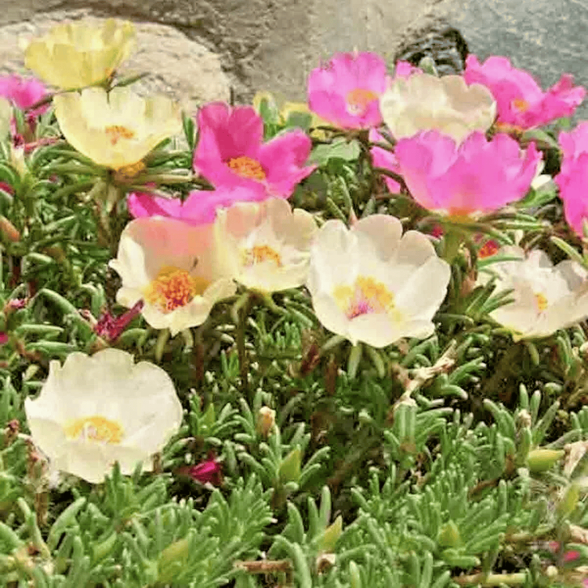 4000 Moss Rose Grandiflora Seeds – Colorful Groundcover Flower Mix