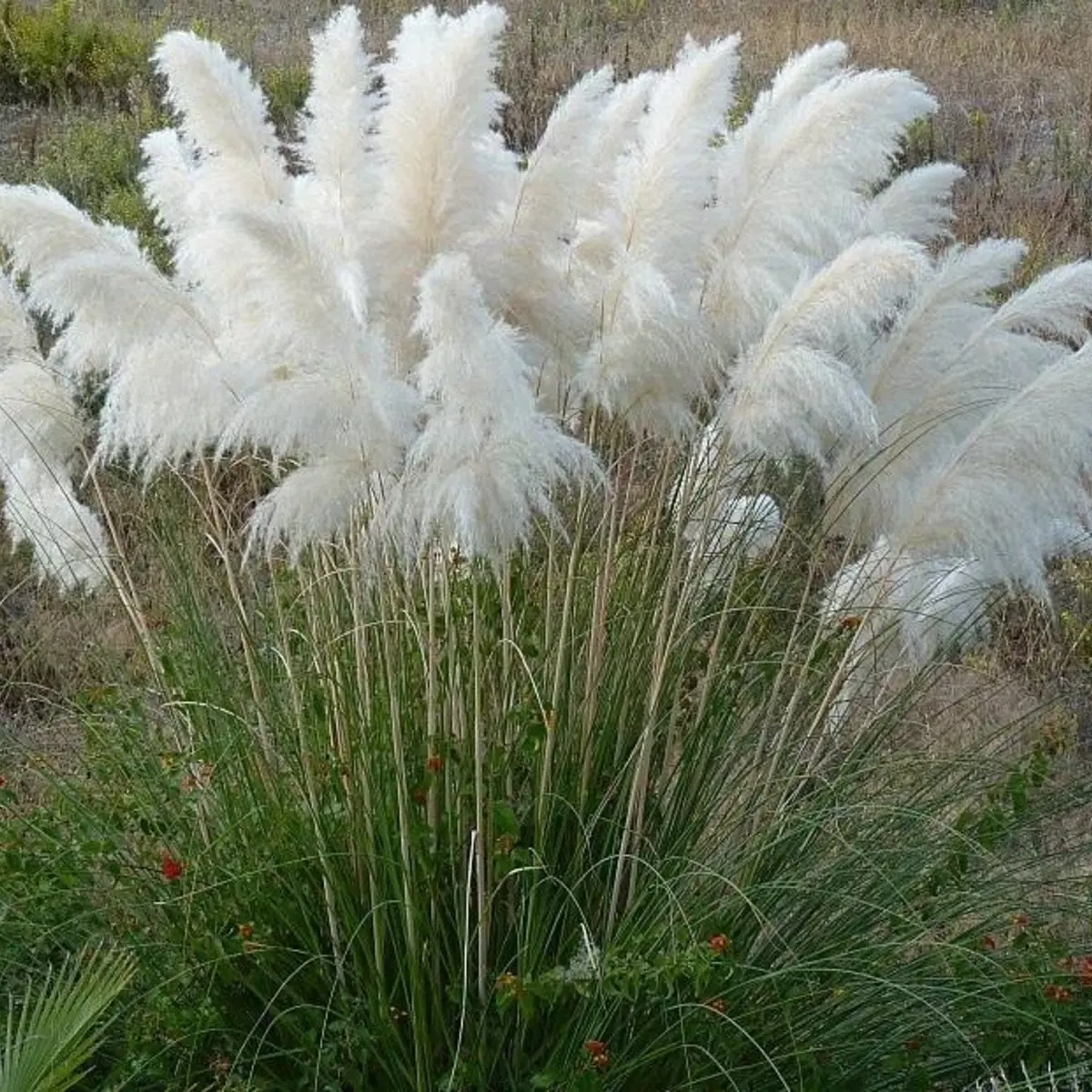 100 Pampas Grass Seeds | Ornamental Feather Grass