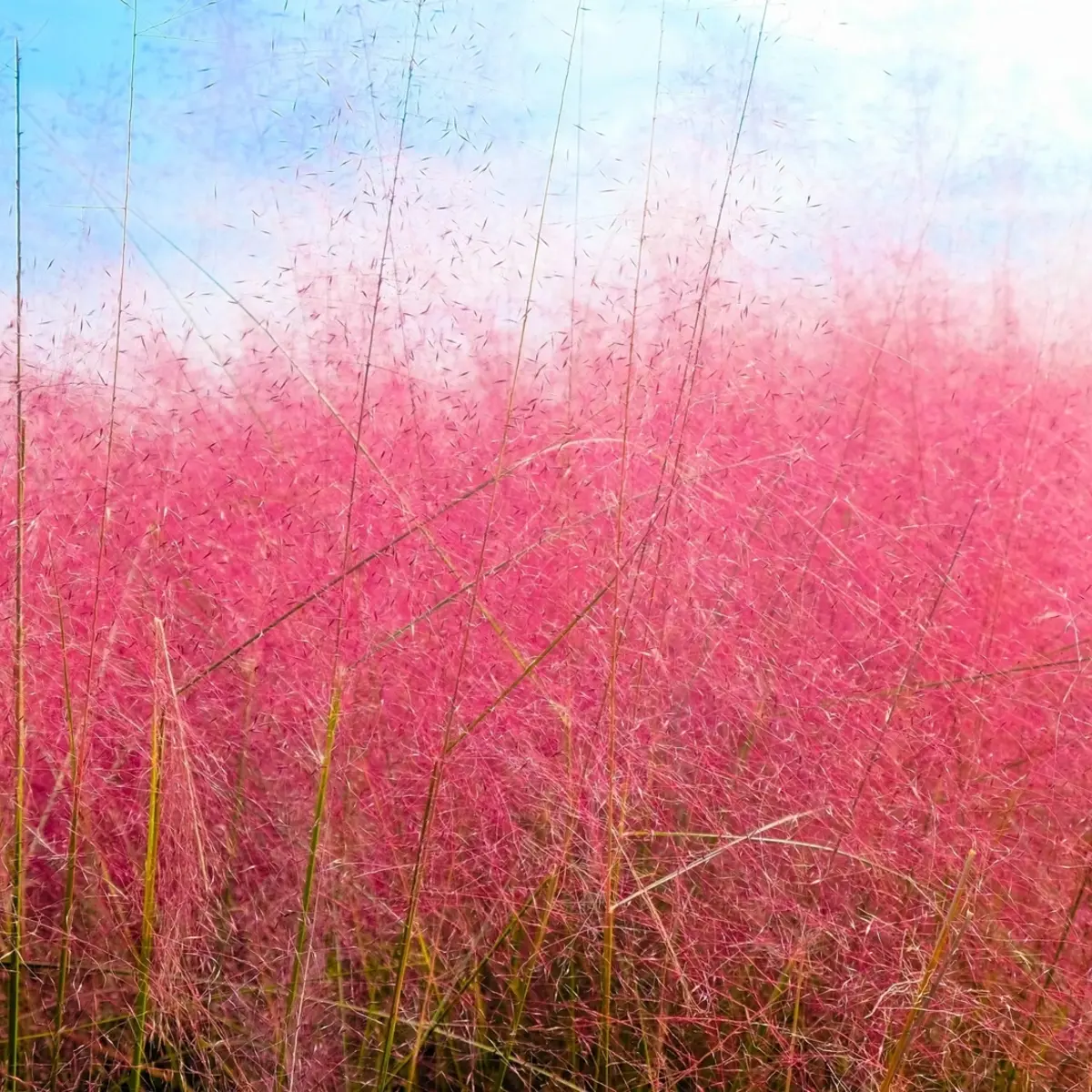 Pink grass against a blue sky - HarvestNest Seeds