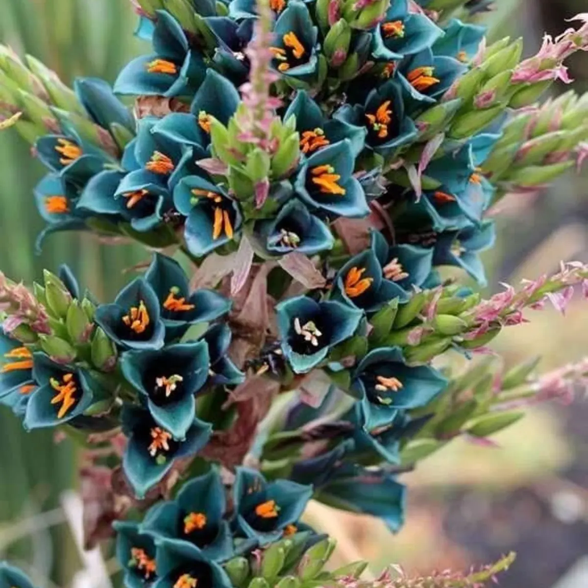 Close-up of blue flowers with orange centers on a blurred natural background - HarvestNest Seeds