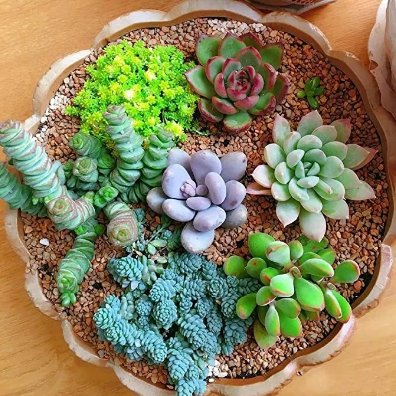 100 Rare Echeveria Succulents Mix Seeds – Gorgeous Low-Maintenance Succulents