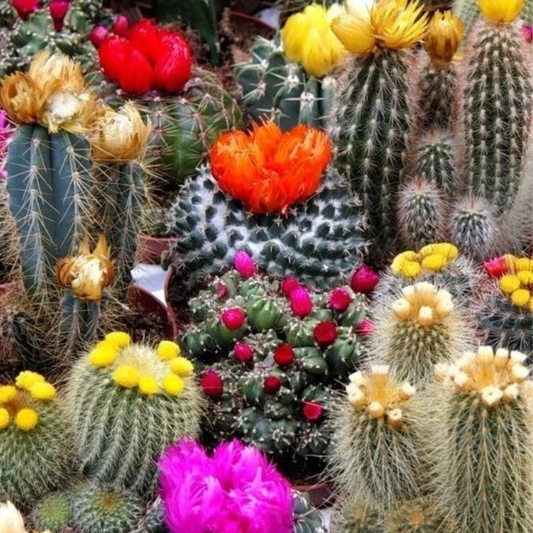 Vibrant Rebutia cactus mix blooming in multiple colors. HarvestNest Seeds