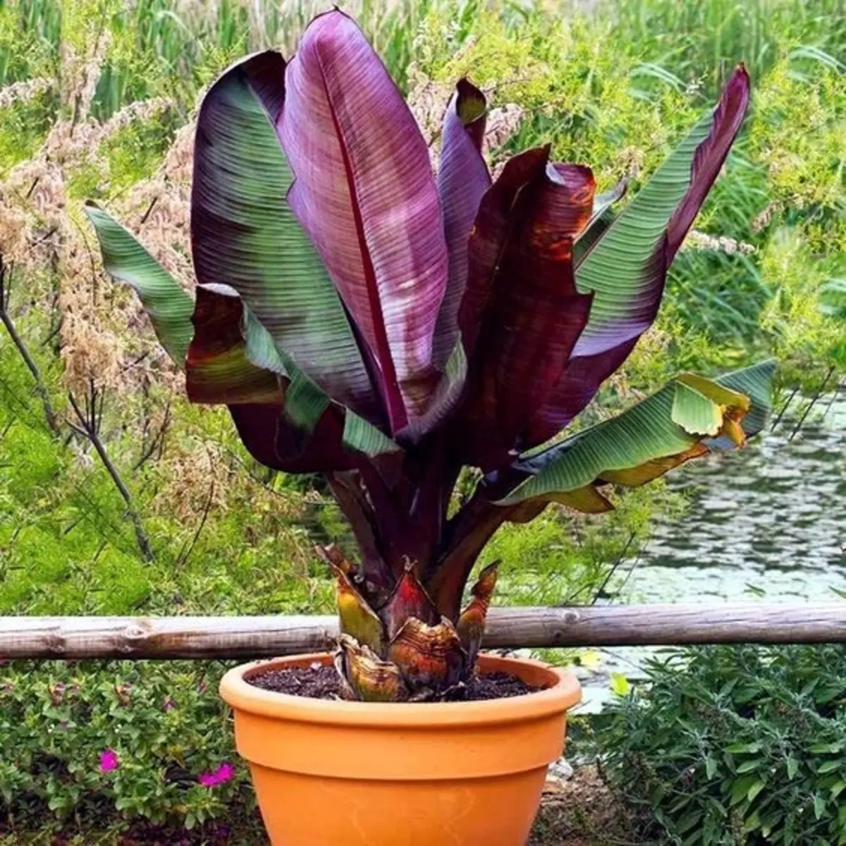 5 Rare Red Abyssinian Banana Seeds