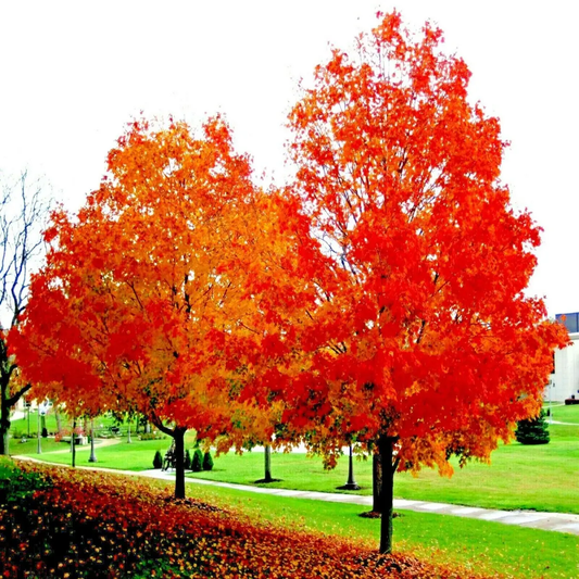 10 Red Sunset Japanese Maple Seeds – Acer rubrum
