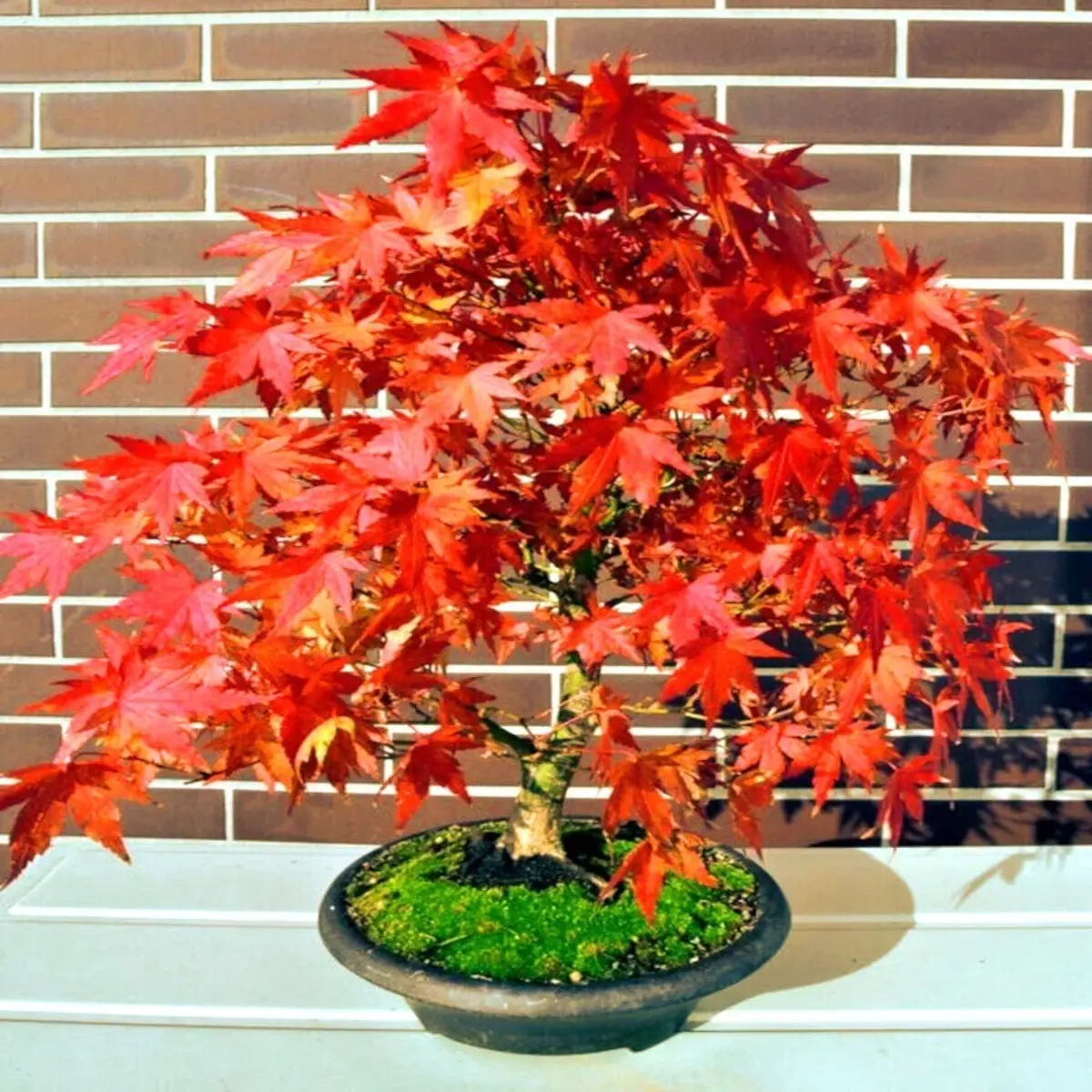 10 Red Sunset Japanese Maple Seeds – Acer rubrum