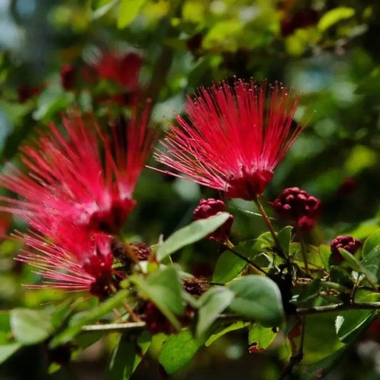 Close-up of red flower buds on a green leafy background. HarvestNest Seeds