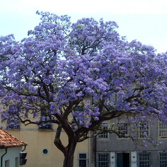 Jacaranda tree in full bloom with purple flowers in an urban setting - HarvestNest Seeds