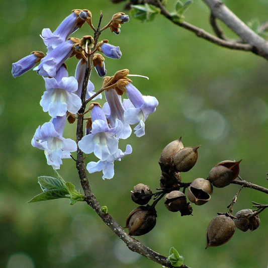 350 Royal Empress Tree Seeds – Paulownia tomentosa