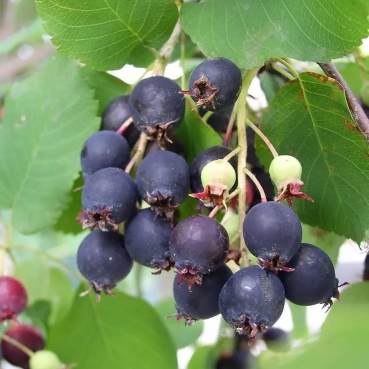 20 Saskatoon Serviceberry Seeds – Amelanchier alnifolia