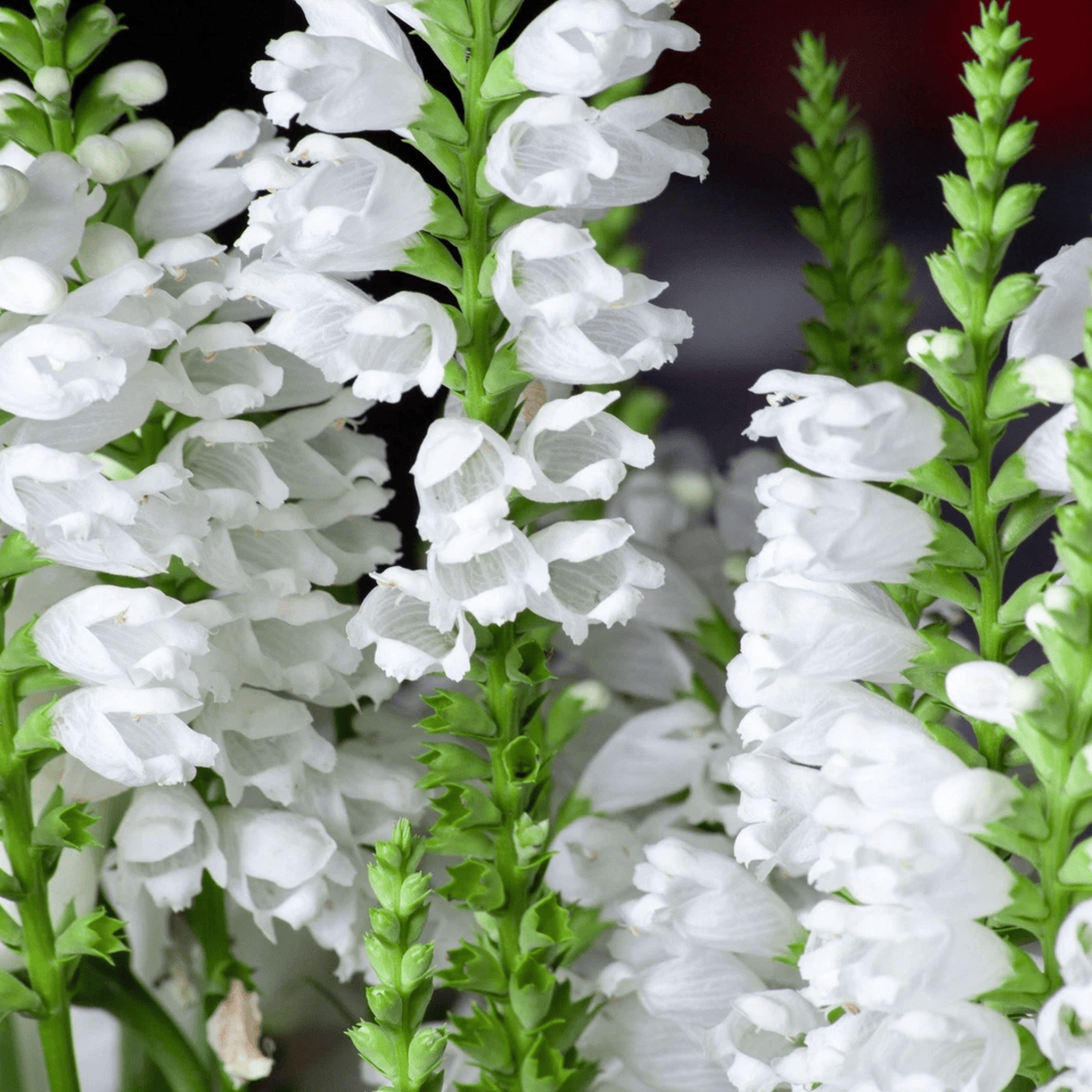 50 Showy Obedient Plant Seeds – False Dragon Head