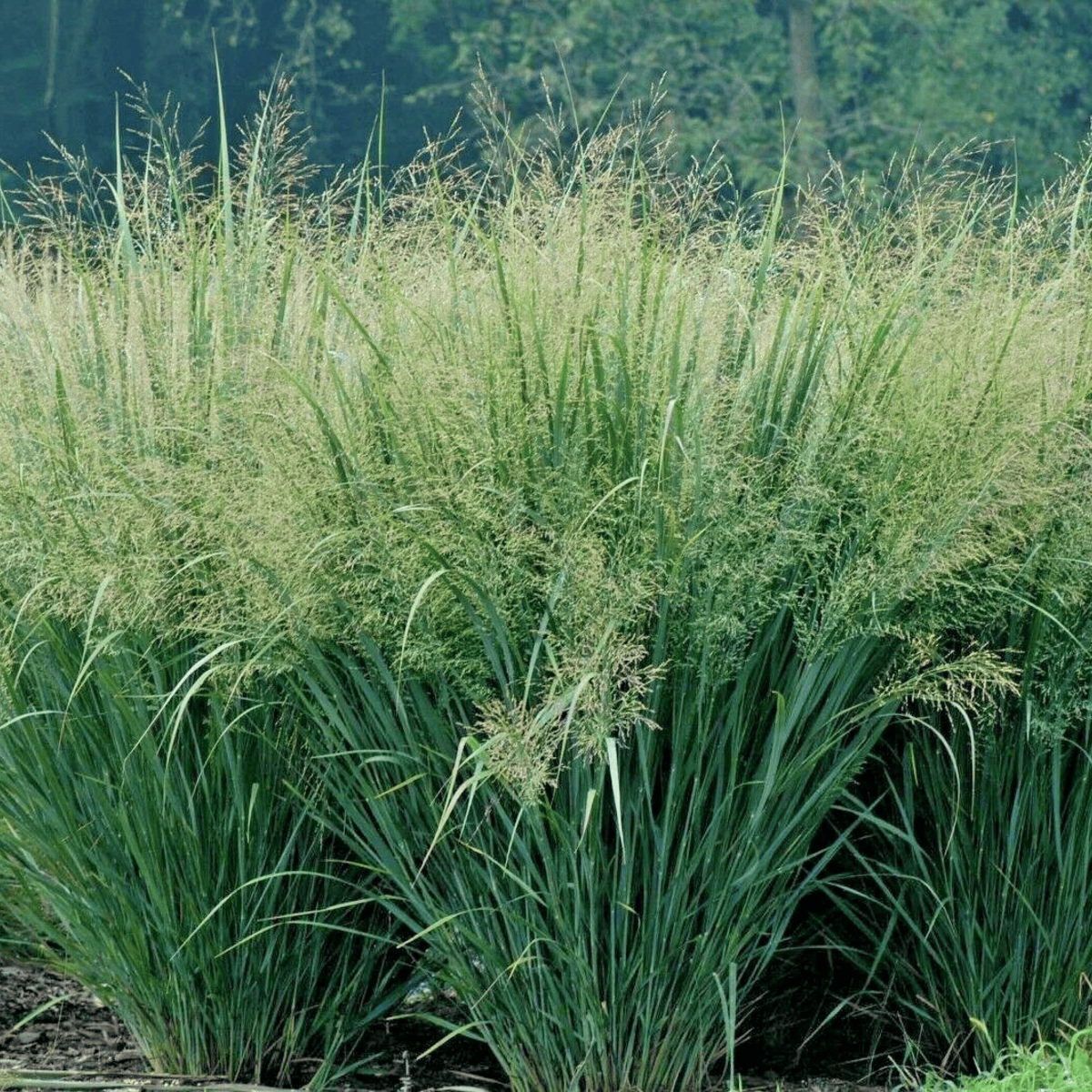 Tall green grasses swaying in the wind - HarvestNest Seeds