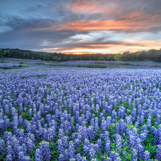 Texas Bluebonnet (Lupinus texensis) blanketing the landscape with vibrant blue wildflowers, creating a breathtaking spring display that attracts pollinators. HarvestNest Seeds