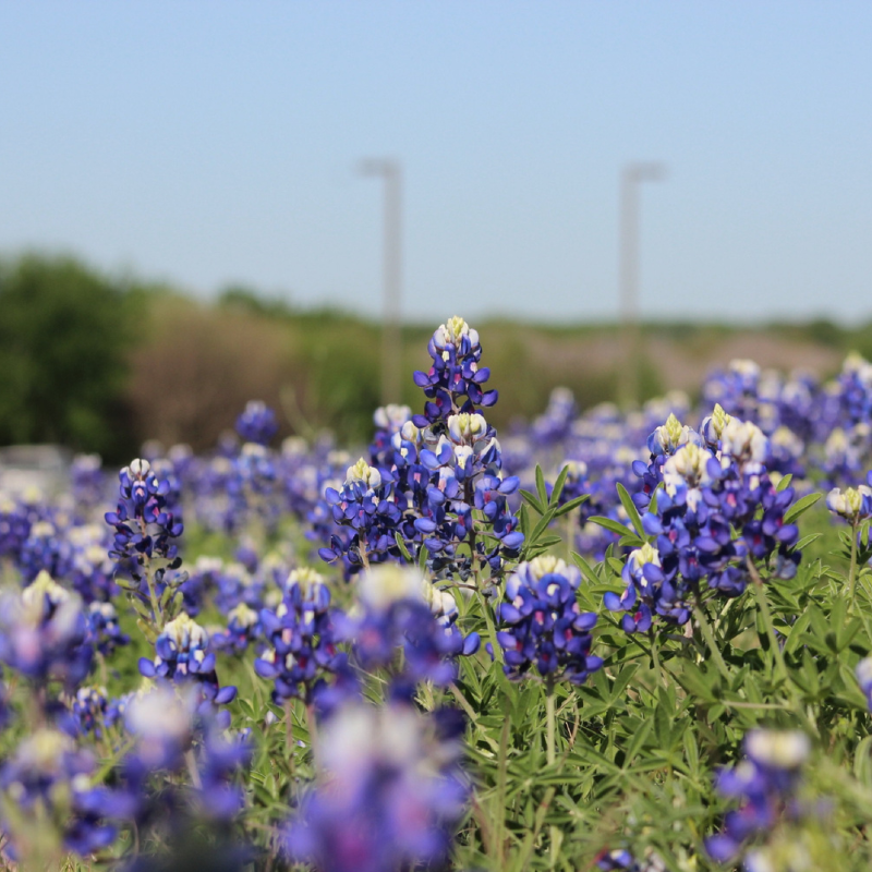 100 Texas Bluebonnet Seeds – Lupinus texensis