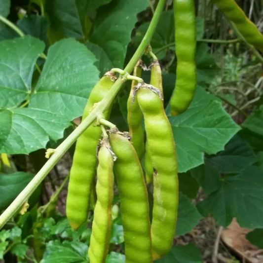 Green beans on a plant with green leaves in the background - HarvestNest Seeds