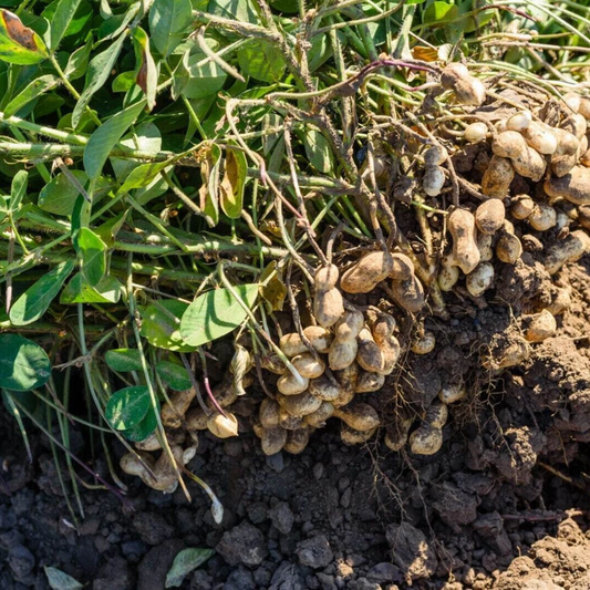 30 Virginia Jumbo Peanut Seeds (Arachis hypogaea) — NON-GMO