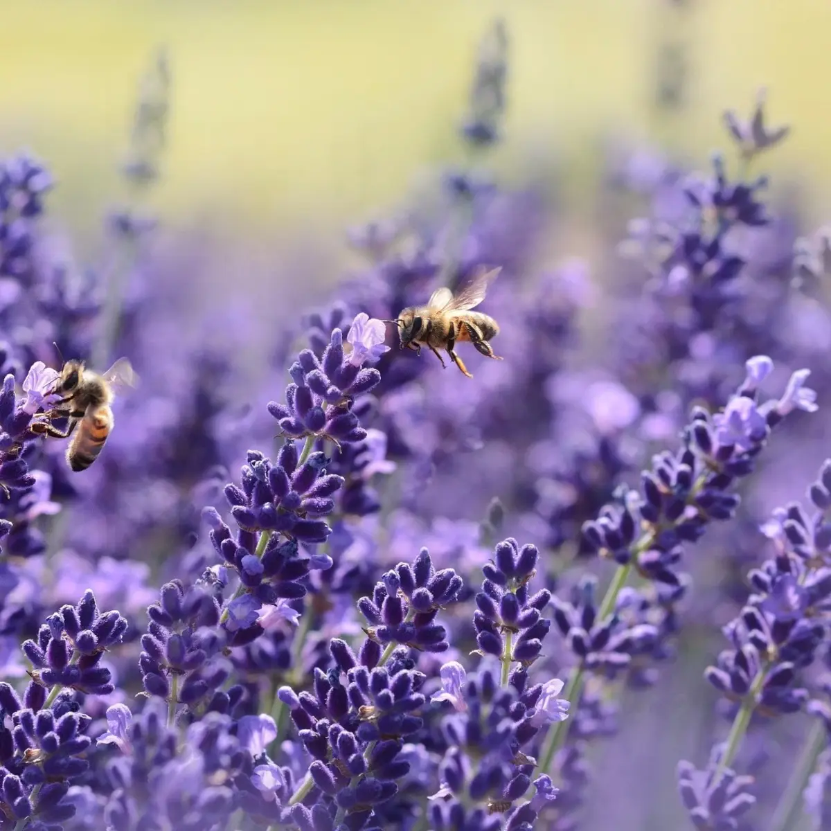 Bee pollinating lavender flowers in a blooming lavender garden - HarvestNest Seeds