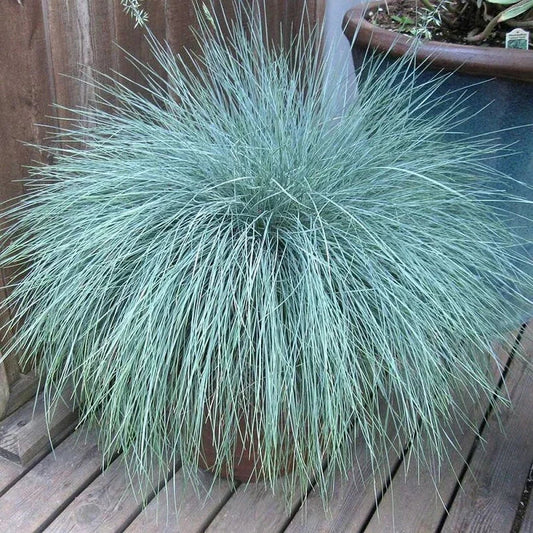 300 Blue Fescue Grass Seeds - HarvestNest