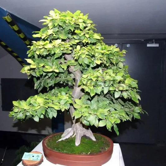 European Hornbeam Seeds – Carpinus betulus - HarvestNest Seeds