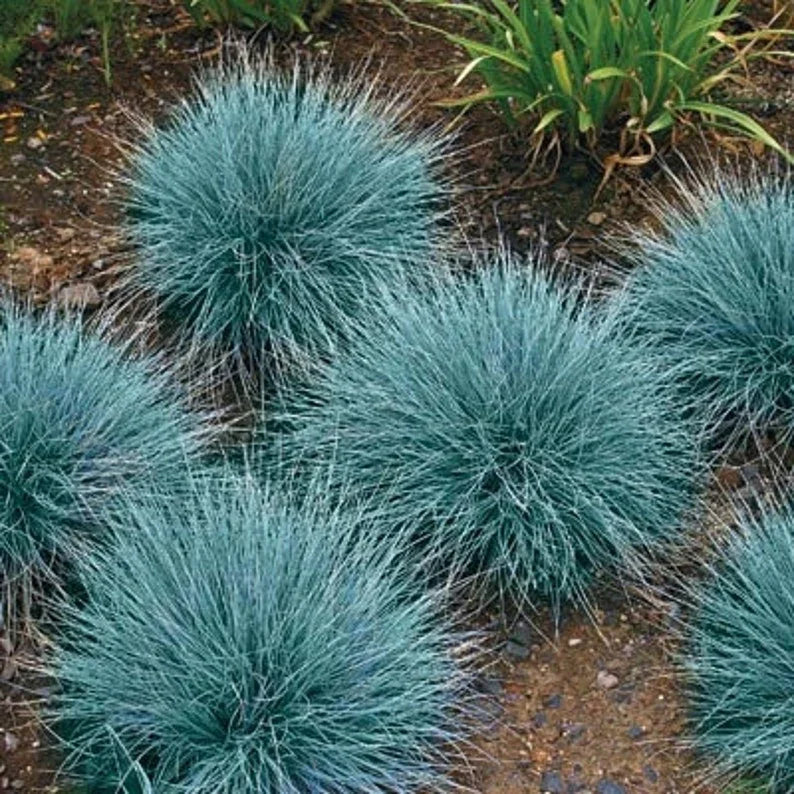 300 Blue Fescue Grass Seeds - HarvestNest