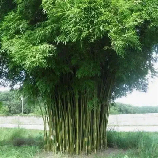 Tall bamboo plant with green leaves in a natural setting - HarvestNest Seeds