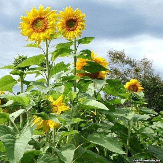 Giant mammoth sunflower growing outdoors -HarvestNest Seeds