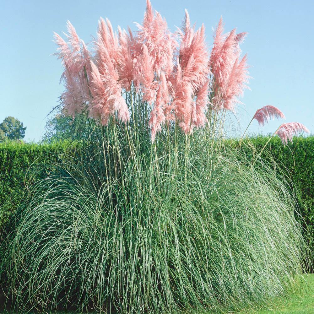 100 Pampas Grass (Cortaderia Selloana) Seeds - HarvestNest