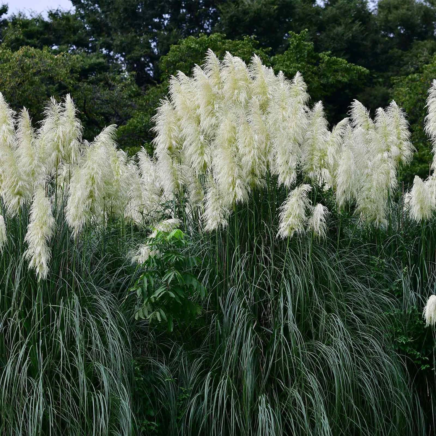 100 Rare Ornamental Pampas Grass seeds - HarvestNest
