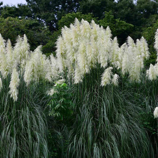 100 Rare Ornamental Pampas Grass seeds - HarvestNest