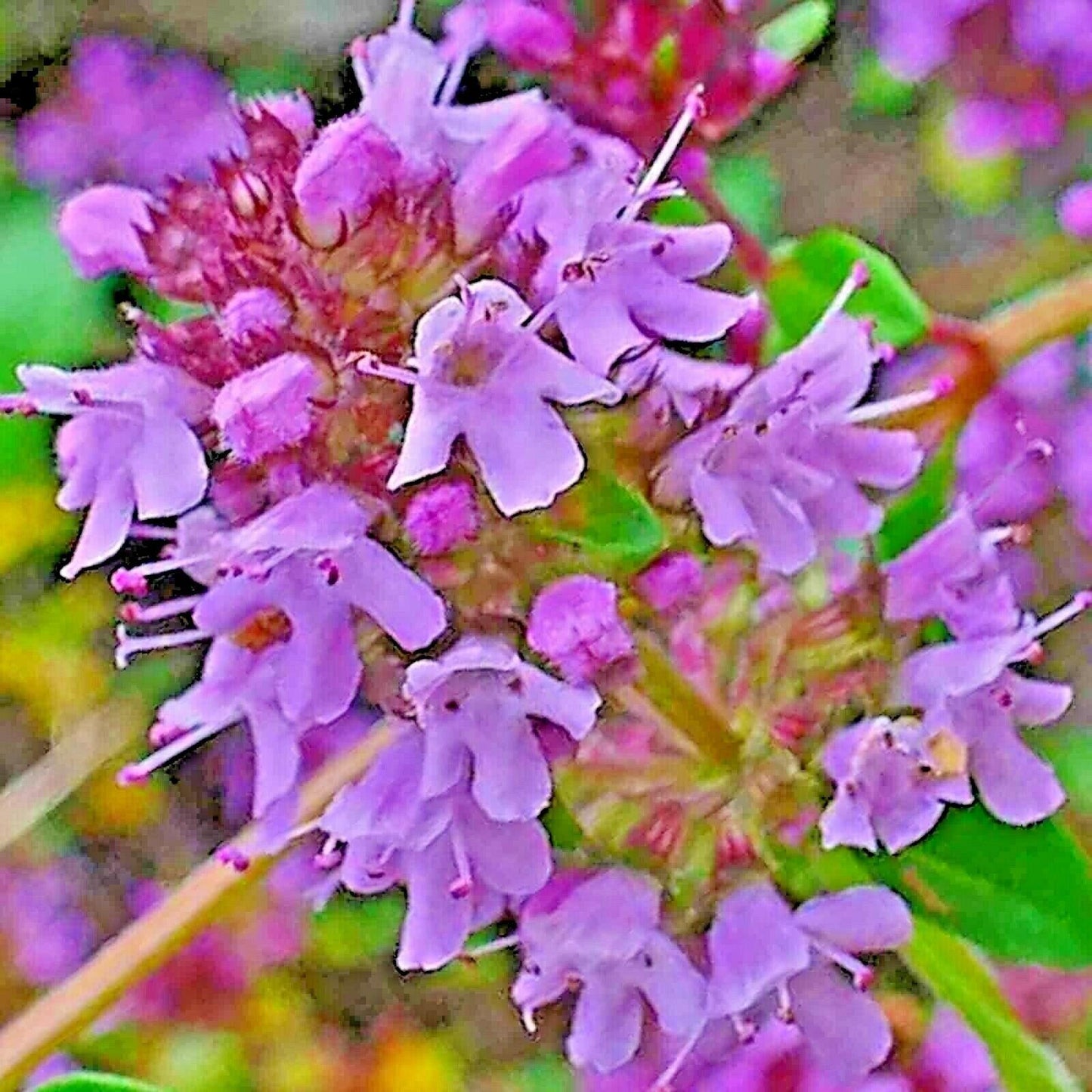 Close-up of purple flowers with green leaves - HarvestNest Seeds