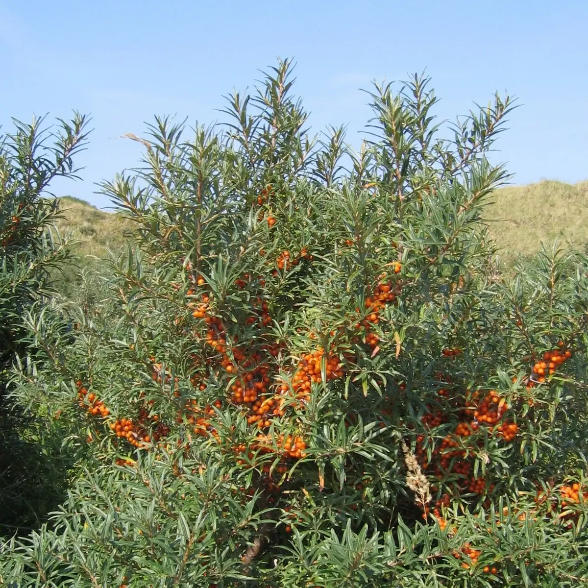 Mature sea buckthorn shrub with green foliage and orange fruit clusters - HarvestNest Seeds