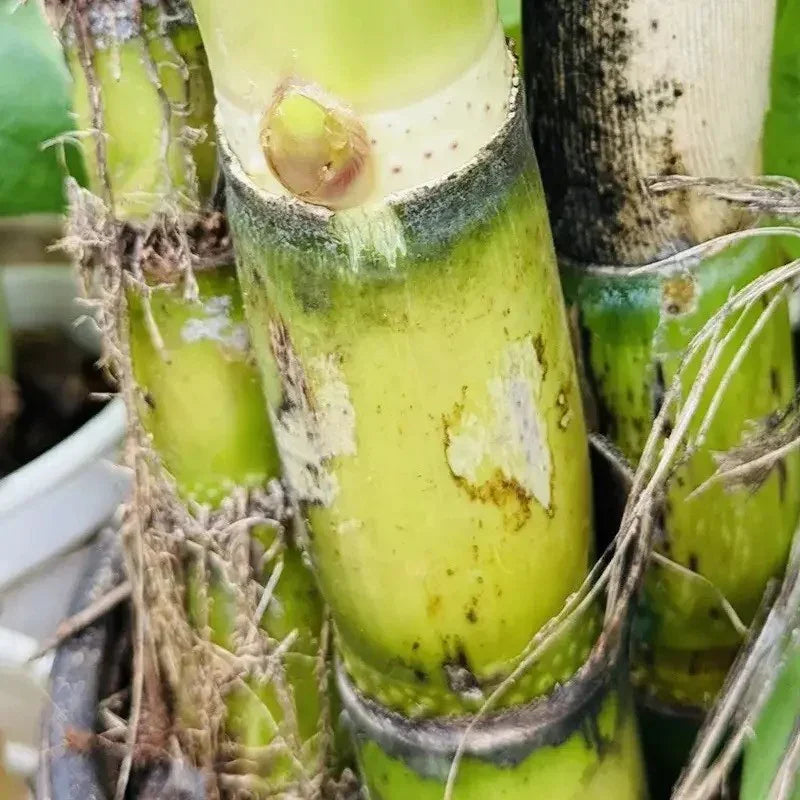 Sweet Sugarcane Cuttings – Fresh, Juicy & Ready to Plant Live Stalks - HarvestNest Seeds
