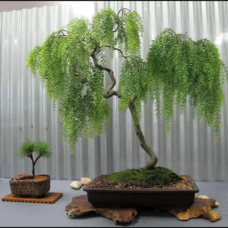 Live Dwarf Australian Weeping Willow Bonsai Tree Cutting - HarvestNest Seeds