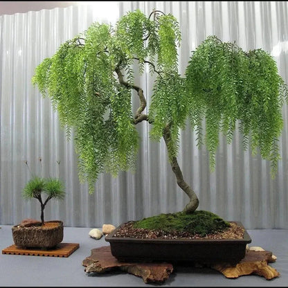 Live Dwarf Australian Weeping Willow Bonsai Tree Cutting - HarvestNest Seeds