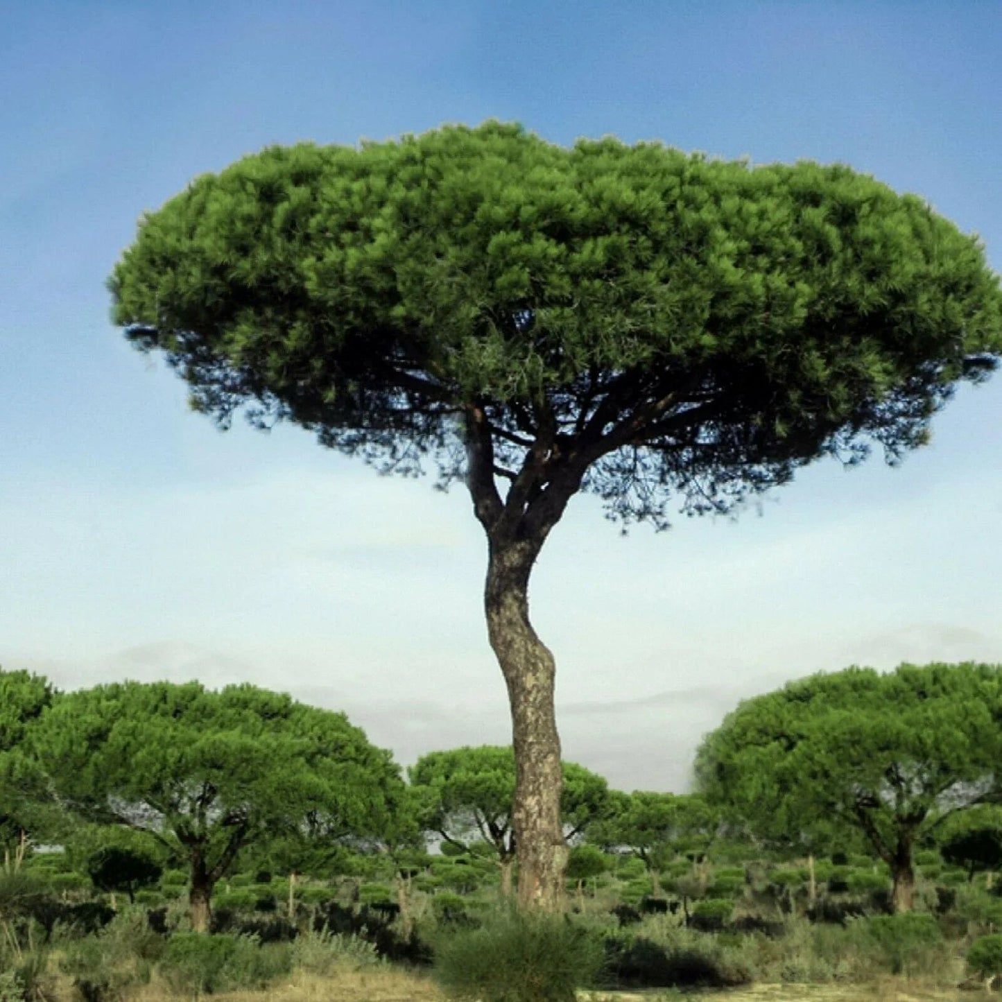 10 Italian Stone Pine Seeds (Pinus pinea) | Edible Pine Nuts Tree