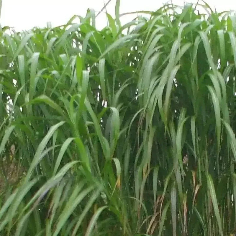 Giant Skyscraper Grass Seeds - HarvestNest Seeds