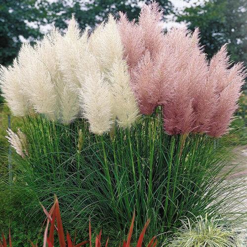 100 Pampas Grass (Cortaderia Selloana) -HarvestNest