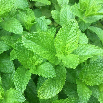 Close-up of fresh green mint leaves -HarvestNest Seeds