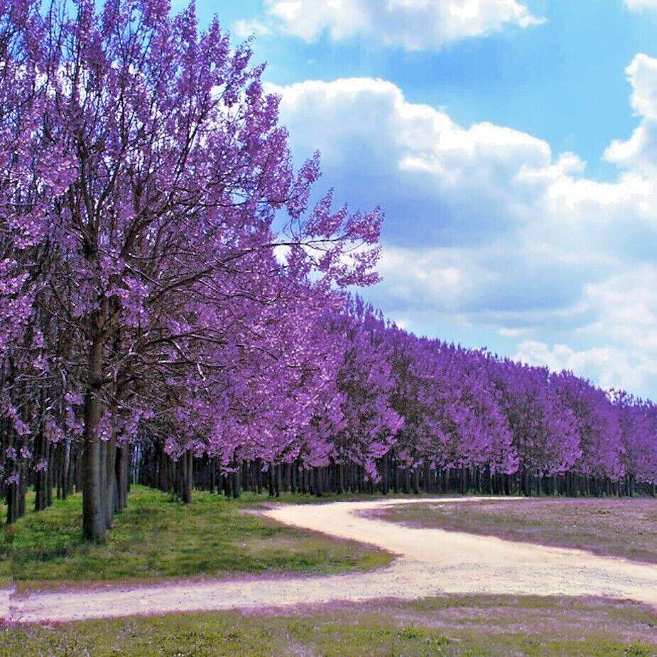 Row of trees with purple blossoms lining a dirt road under a blue sky with clouds - HarvestNest Seeds