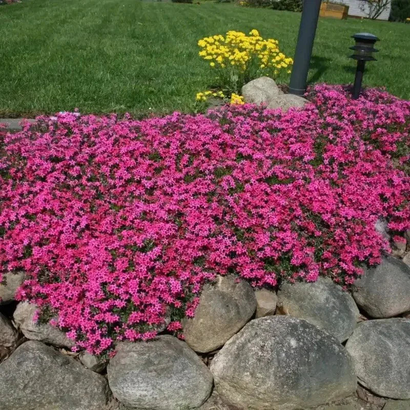 Scarlet Flame Creeping Phlox Seeds