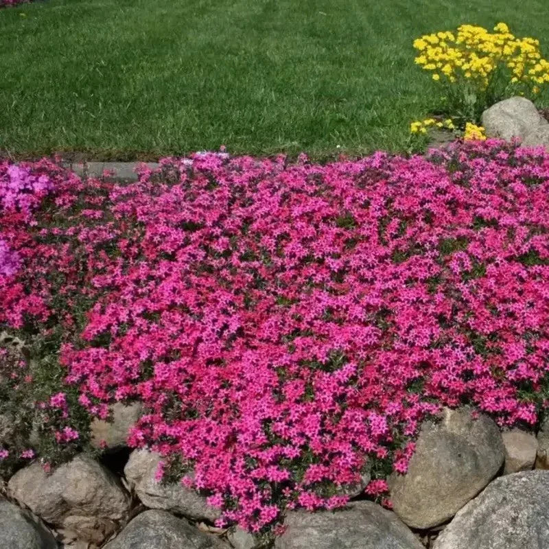 Scarlet Flame Creeping Phlox Seeds
