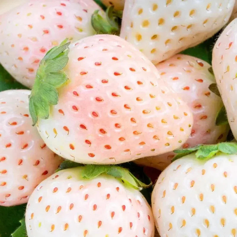 100 White Soul Strawberry Fragaria vesca seeds for growing sweet white alpine strawberries. HarvestNest Seeds