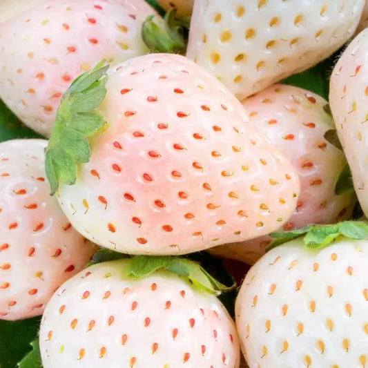100 White Soul Strawberry Fragaria vesca seeds for growing sweet white alpine strawberries. HarvestNest Seeds