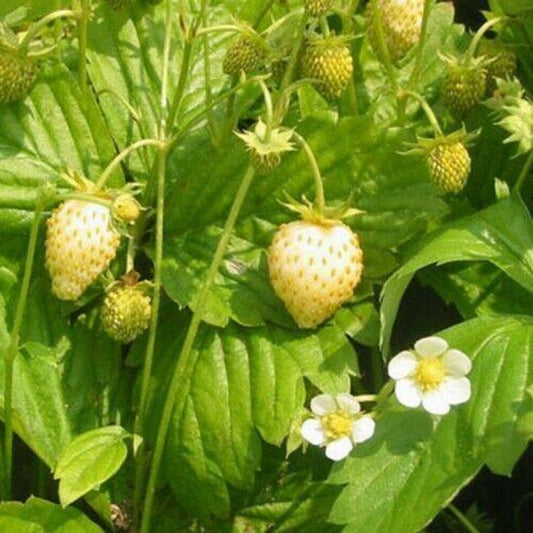100 White Soul Strawberry - Fragaria Vesca Seeds - HarvestNest Seeds