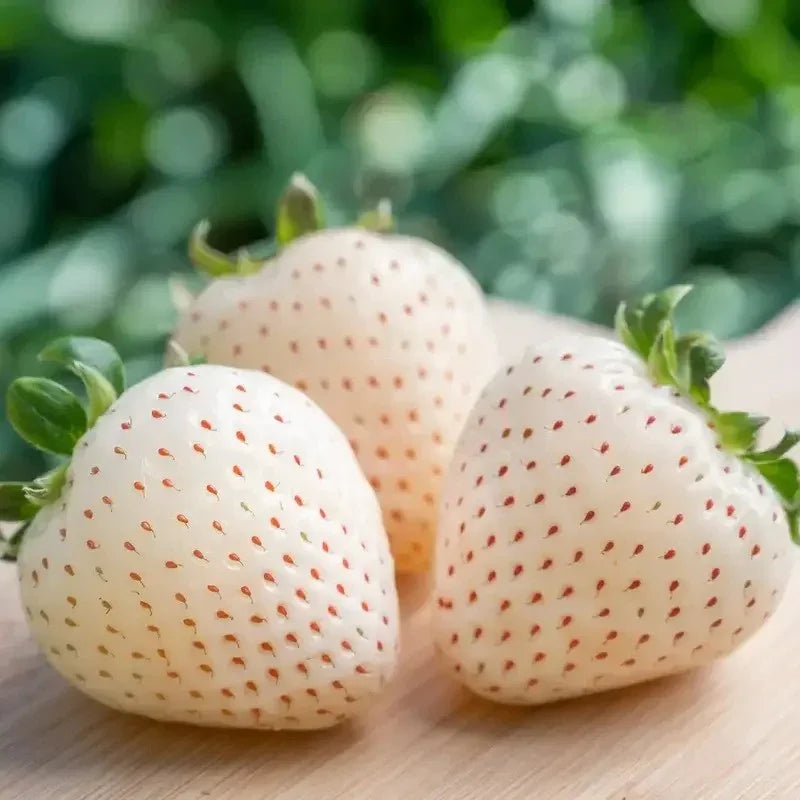 100 White Soul Strawberry - Fragaria Vesca Seeds - HarvestNest Seeds